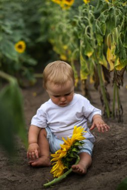Ayçiçeği tarlasında küçük bir çocuk. Çiçekli sarışın yeni doğmuş bebek. Yaz akşamı, yaz ayçiçeği tarlası.