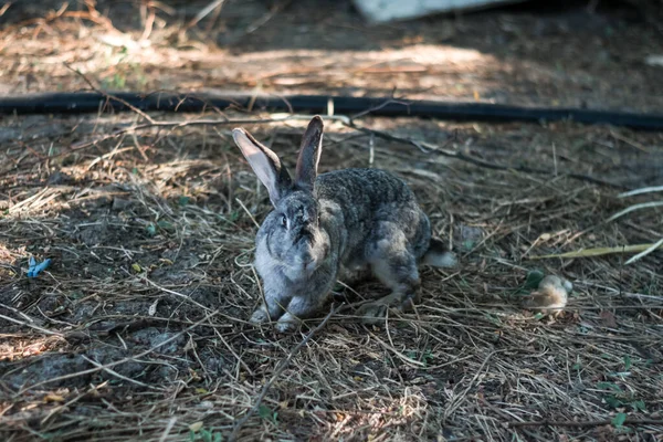 Kaniner i sin naturliga miljö. Skydd av djur mot djurförsök med kosmetika. mot missbruk. — Stockfoto