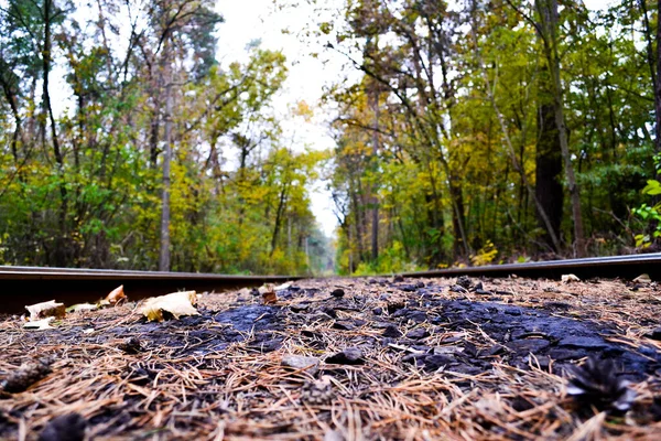 Ferrocarril en el bosque. hermoso paisaje en el bosque. —  Fotos de Stock