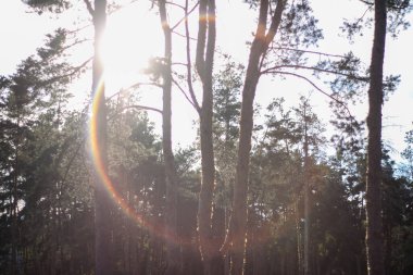 Orman, orman ağaçlarının arasından güneş. Doğa, temiz hava.