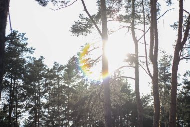 Orman, orman ağaçlarının arasından güneş. Doğa, temiz hava.