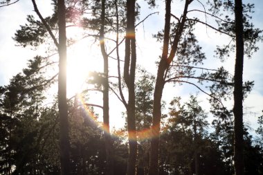 Orman, orman ağaçlarının arasından güneş. Doğa, temiz hava.