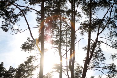 Orman, orman ağaçlarının arasından güneş. Doğa, temiz hava.