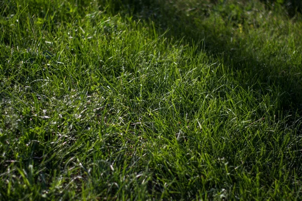 Green grass. the carpet is made of lelen grass, juicy, beautiful. — Stock Photo, Image