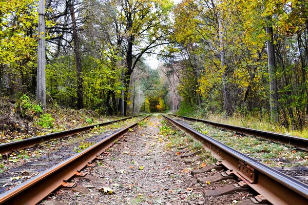 Ferrocarril en el bosque. hermoso paisaje en el bosque. —  Fotos de Stock