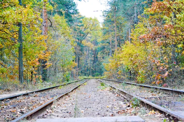 Järnväg i skogen. vackert landskap i skogen. — Stockfoto