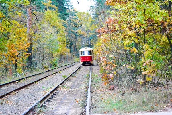 Ferrocarril en el bosque. hermoso paisaje en el bosque. —  Fotos de Stock