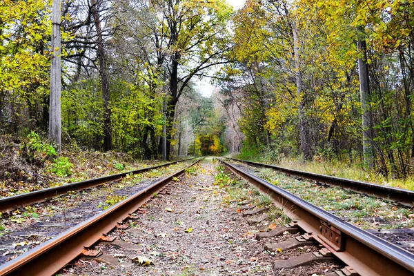 Ferrocarril en el bosque. hermoso paisaje en el bosque. —  Fotos de Stock