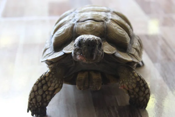 Tortuga Hogar — Stockfoto