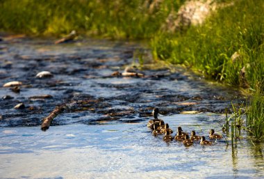 Ördek ailesi Snake River 'da Schwabacher Landing, Jackson Wyoming' i geçiyor.