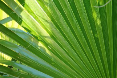 Palmiye yaprağını kapat. Güzel egzotik bitki dokusu. Taze yeşil arkaplan.