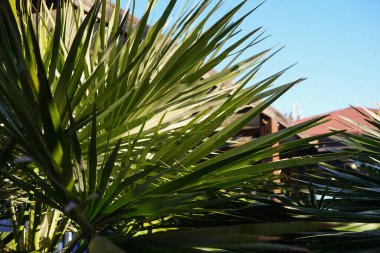 Köydeki palmiye yaprağını kapat. Güzel egzotik bitki. Gün.