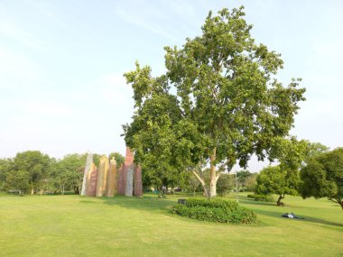 Bitki adı terminalia arjuna, jaipur, rajasthan, Hindistan 