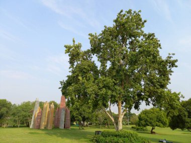 Bitki adı terminalia arjuna, jaipur, rajasthan, Hindistan 