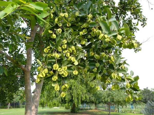 Bitki Adı Terminalia Arjuna Jaipur Rajasthan Hindistan — Stok fotoğraf