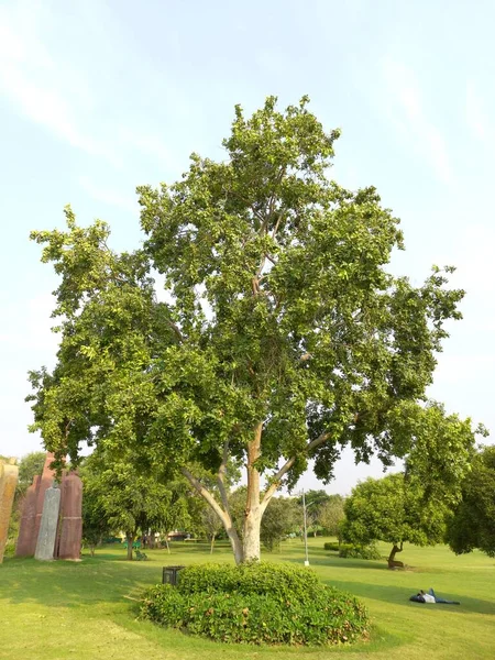 Nome Planta Terminalia Arjuna Jaipur Rajasthan Índia — Fotografia de Stock