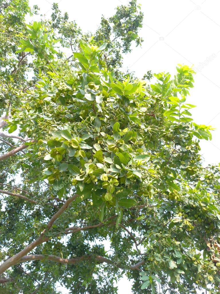Plant name is terminalia arjuna, jaipur, rajasthan, India 