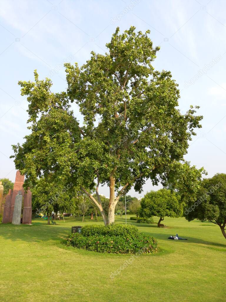 Plant name is terminalia arjuna, jaipur, rajasthan, India 