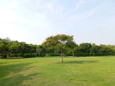 Meşhur Rajasthani ker turşusu, Rajasthan, Hindistan