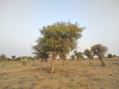 Bitki adı Khejri, Rajasthan, Hindistan