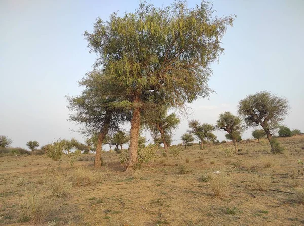 Bitki Adı Khejri Rajasthan Hindistan — Stok fotoğraf