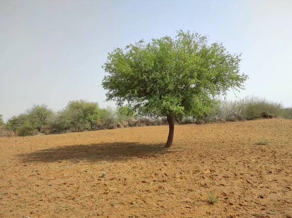 植物名はKhejri Rajasthan India — ストック写真