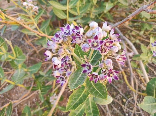 Nombre Planta Aak Rajasthan India —  Fotos de Stock