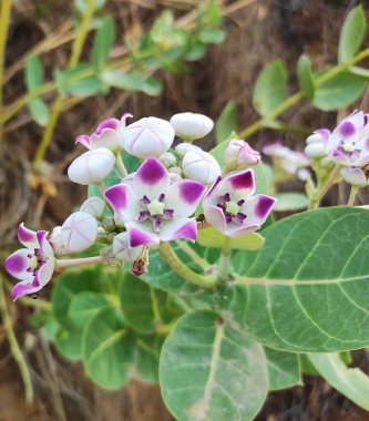 Bitki adı Aak, Rajasthan, Hindistan 