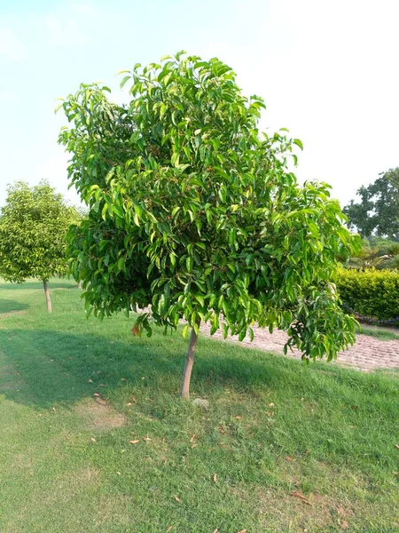 Название Растения Bakul Rajasthan India — стоковое фото