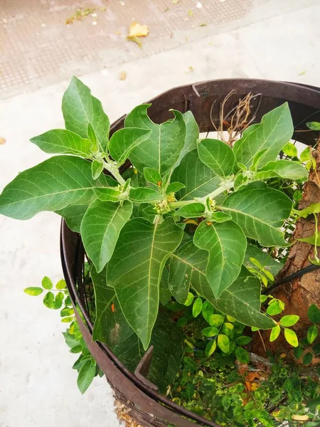 Växtnamnet Ashwagandha Jaipur Rajasthan Indien — Stockfoto