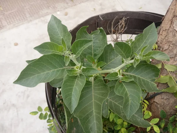 Nombre Planta Ashwagandha Jaipur Rajasthan India — Foto de Stock