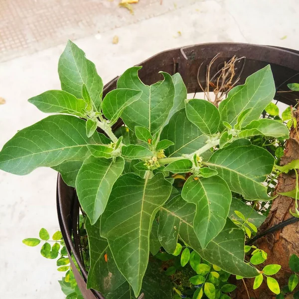 Bitki adı Ashwagandha, Jaipur, Rajasthan, Hindistan 