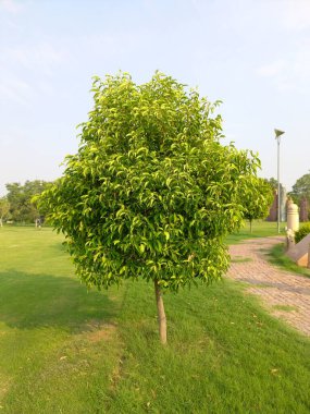 bitkinin adı bakul, maulshree, mimusops elengi, jaipur, rajasthan, Hindistan