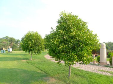 bitkinin adı bakul, maulshree, mimusops elengi, jaipur, rajasthan, Hindistan