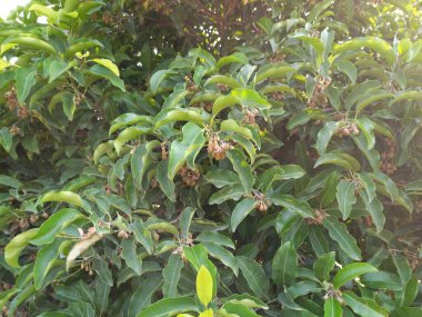 bitkinin adı bakul, maulshree, mimusops elengi, jaipur, rajasthan, Hindistan