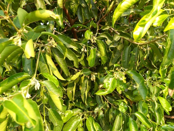 Название Растения Bakul Maulshree Mimusops Elengi Jaipur Rajasthan Индия — стоковое фото