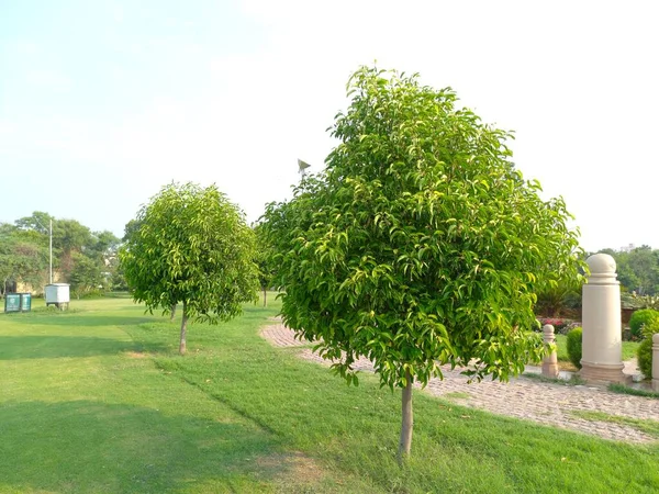 bitkinin adı bakul, maulshree, mimusops elengi, jaipur, rajasthan, Hindistan