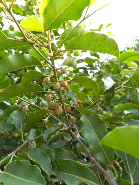 Название Растения Bakul Maulshree Mimusops Elengi Jaipur Rajasthan Индия — стоковое фото