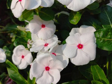 bitki adı sadabahar, madagaskar menekşe, jaipur, rajasthan, Hindistan