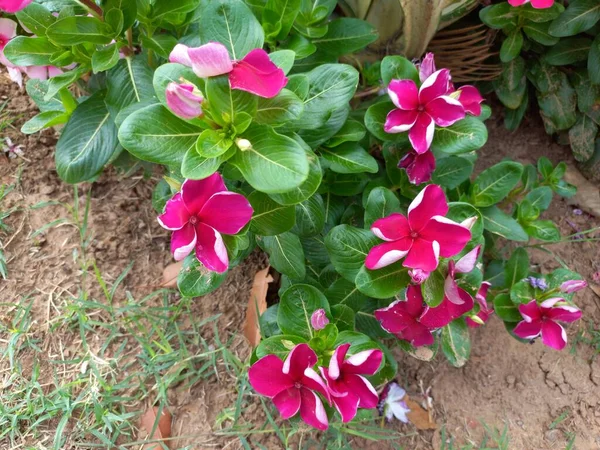 Nome Planta Sadabahar Madagascar Periwinkle Jaipur Rajasthan India — Fotografia de Stock