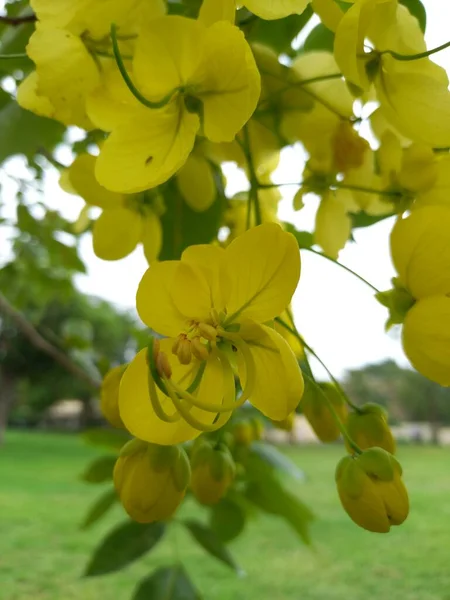 Nombre Planta Amaltas Árboles Lluvia Dorada Fístula Cassia Jaipur Rajasthan — Foto de Stock