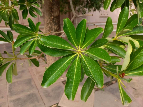 Nombre Planta Saptaparna Árboles Pizarra Jaipur Rajasthan India — Foto de Stock