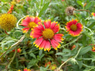 Bitki adı Hindistan battaniye çiçekleri, Gaillardia pulchella, jaipur, rajasthan, Hindistan 