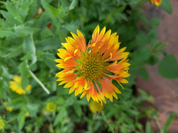 Bitki adı Hindistan battaniye çiçekleri, Gaillardia pulchella, jaipur, rajasthan, Hindistan 