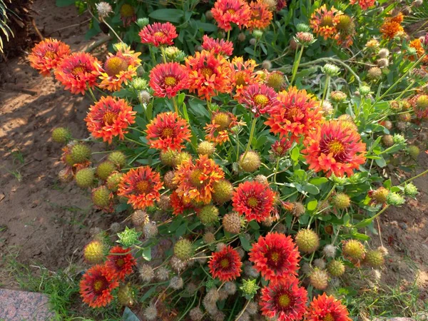 Plantnaam Indiase Deken Bloemen Gaillardia Pulchella Jaipur Rajasthan India — Stockfoto