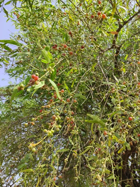 Nome Della Pianta Pipu Pil Jaal Spazzolino Denti Salvadora Persica — Foto Stock