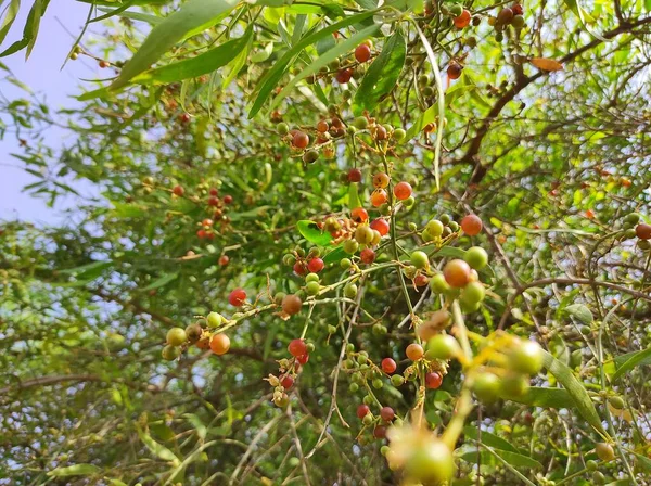 植物名称是Pipu Pil Jaal Toothbrush Salvadora Persica Rajasthan India — 图库照片