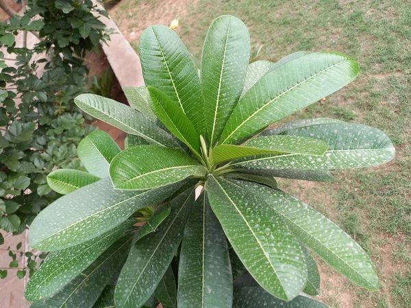Название Растения Белый Шампа Франгипани Джайпур Раджастан Индия — стоковое фото