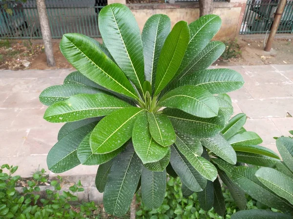 Nombre Planta Champa Blanca Frangipani Jaipur Rajasthan India — Foto de Stock