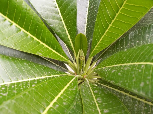 Nombre Planta Champa Blanca Frangipani Jaipur Rajasthan India — Foto de Stock